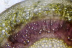 млада клонка от бръшлян Hedera helix
