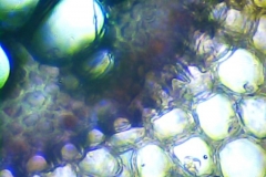 ендодерма на корен от Allium cepa