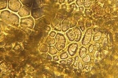 епидермална клетка от семе на Phelipanche ramosa