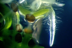 покълнващи семена от Arabidopsis thaliana