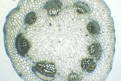 Напречен пререз от стъбло на Trifolium repens