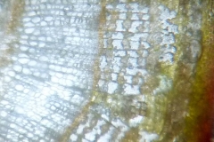 Едногодишна клонка на Tilia cordata