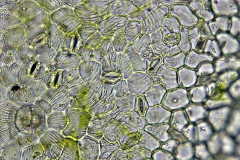 Ginkgo biloba - епидермис