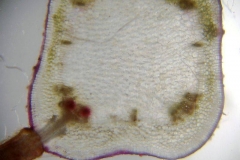 Стъбло от Plectranthus nummularius