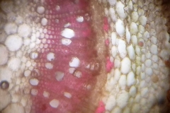 Напречен пререз на стъбло на Plectranthus nummularius