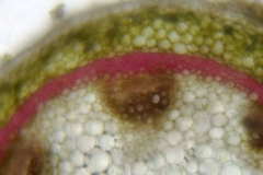 Отворено колатерално проводящо снопче в стъбло от Pelargonium peltatum