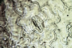 долна епидерма Ballota nigra