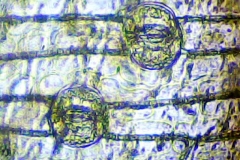 епидерма от лист на Iris germanica