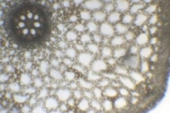 корен от Acorus calamus