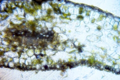 лист от Taxus baccata