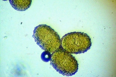поленови зърна от Plectranthus nummularius