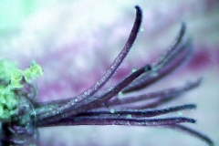 близалце на Malva sylvestris