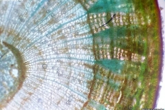 Вторично анатомично устройство на клонка от Tilia cordata /липа/
