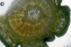 клонка от Taxus baccata