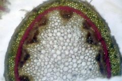 Стъбло от Pelargonium peltatum