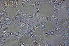 Аеренхим от Acorus calamus