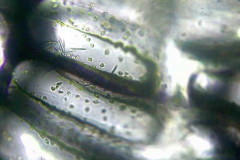 Водоносни паренхимни клетки от Aptenia cordifolia