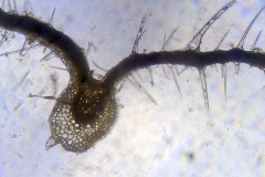 лист от Urtica dioica