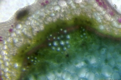 Проводящо снопче от Urtica dioica