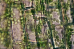 Клетки от лист на Elodea