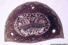 Лист от Pinus nigra