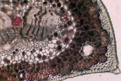 Лист от Pinus nigra