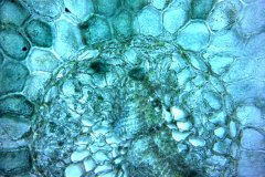 Лист от Picea pungens
