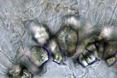 Склереиди от Pyrus communis