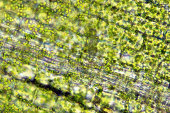 асимилиращ паренхим от Elodea canadensis