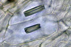 Рафиди в Polygonatum odoratum