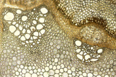 проводящи снопчета от Clematis vitalba