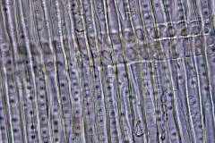 трахеиди от Pinus nigra