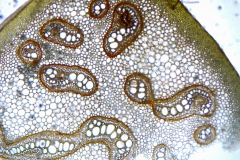Листна дръжка на Pteridium aquilinum
