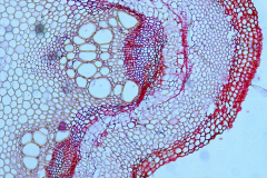Напречен пререз от стъбло на Clematis vitalba