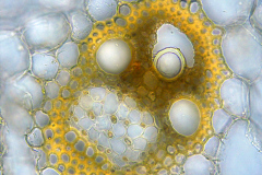 Zea mays - проводящо снопче