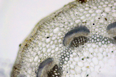 Стъбло от Trifolium repens