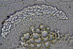 Проводящо снопче от Trifolium repens