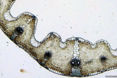 Лист от Festuca pratensis