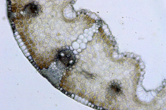 Лист от Festuca pratensis