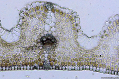 Лист от Festuca pratensis