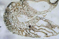 marchantia4656_s