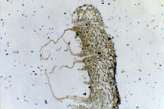 marchantia6_s