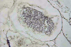 marchantia_s