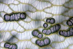 Sphagnum