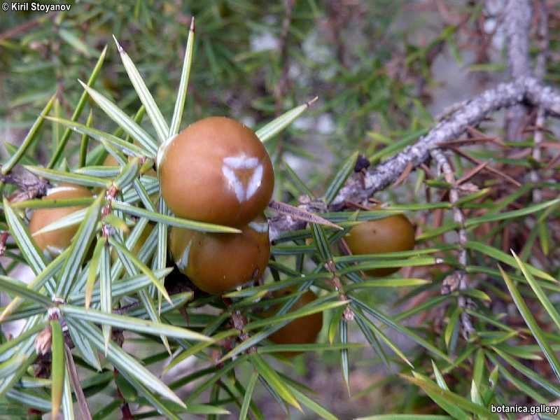 Juniperus oxycedrus - f