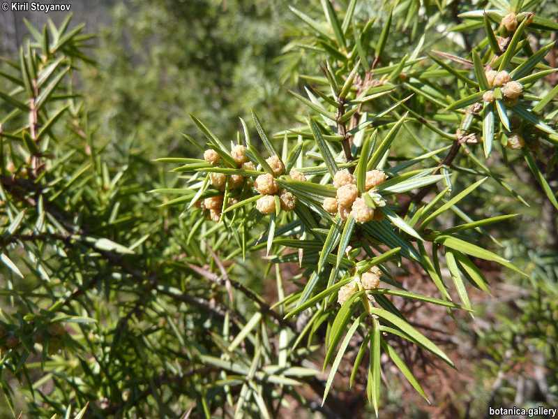 Juniperus oxycedrus - m