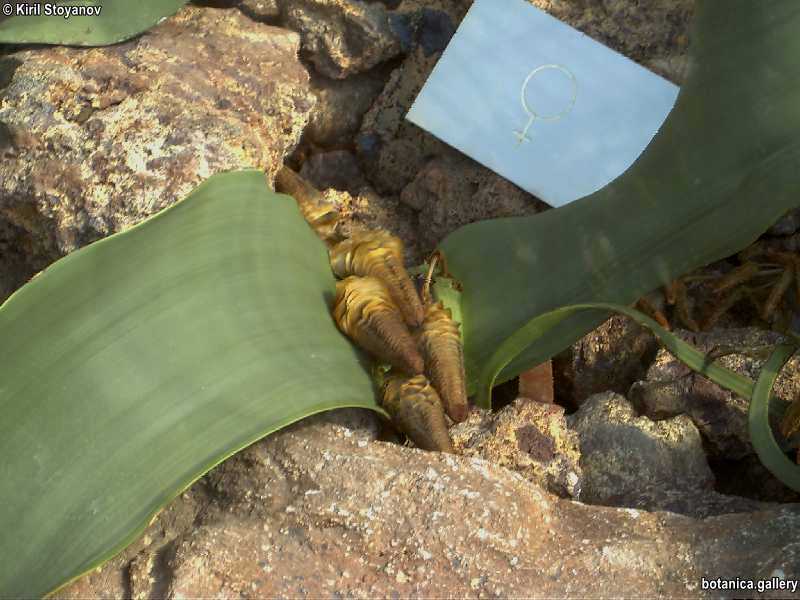 Welwitschia mirabilis 2