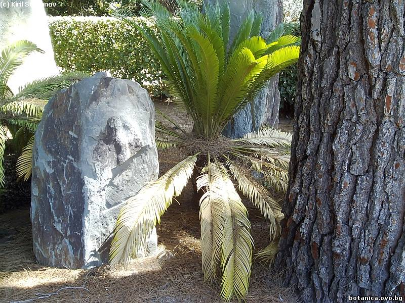 Cycas revoluta