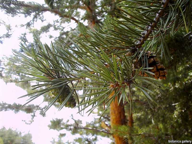 Pinus sylvestris - f