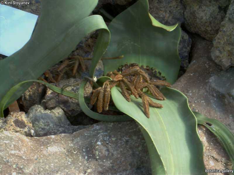 Welwitschia mirabilis 1